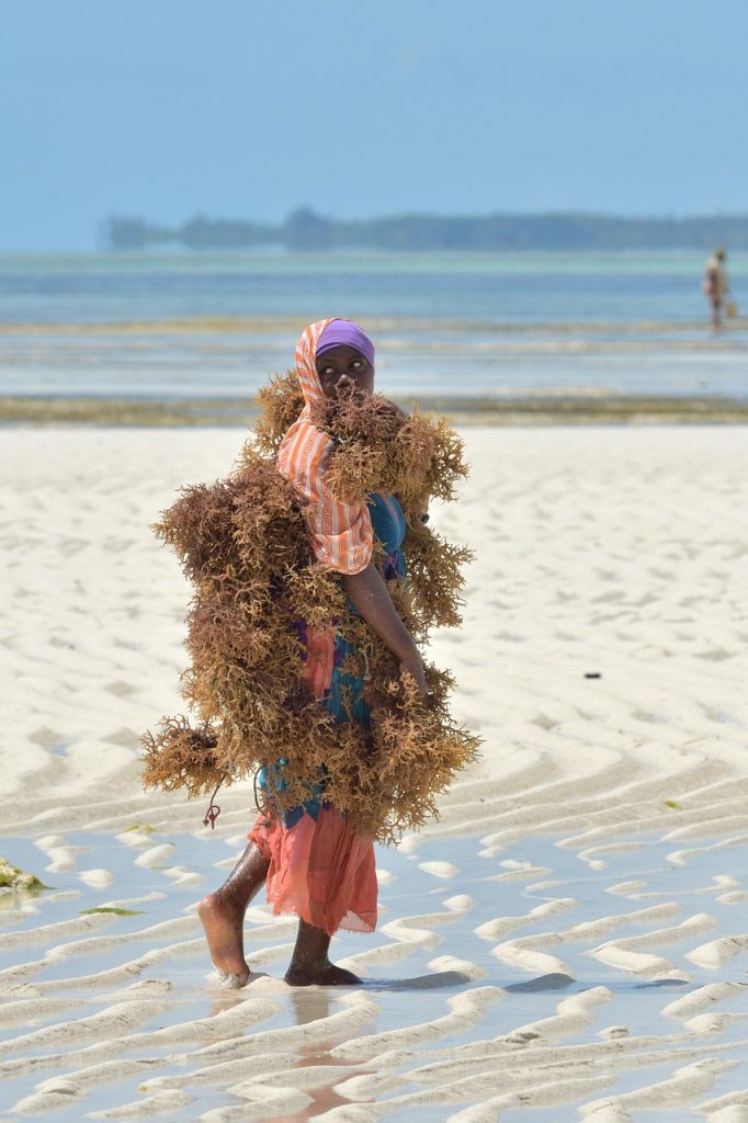 woman, algae, beach, work, africa, tanzania, zanzibar, azure, blue water, nature, sea, waves, coast, landscape, summer, ocean, island, tropical, exotic, paradise, fish, sansibar, seaweed, tanzania, tanzania, zanzibar, zanzibar, zanzibar, zanzibar, zanzibar