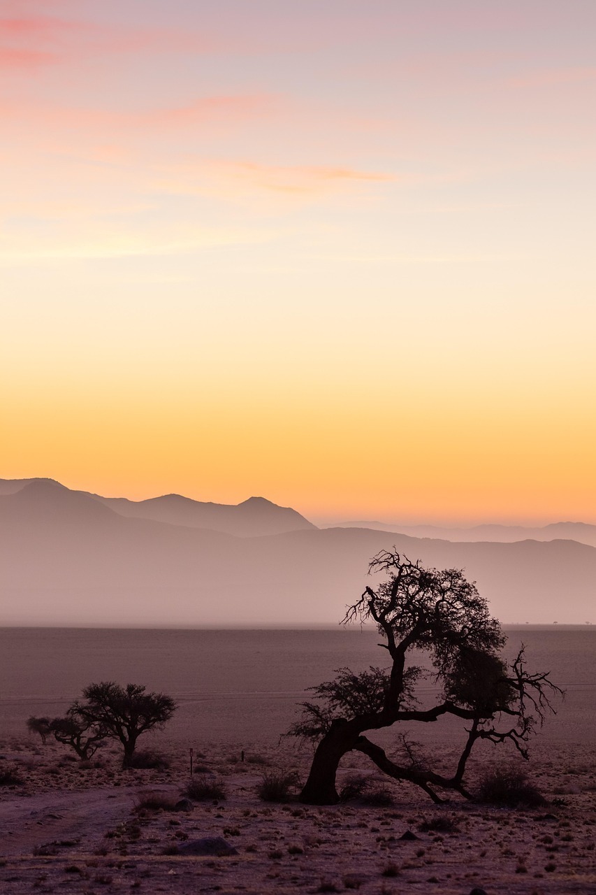 namibia, africa, desert, nature, sahara, national park, safari, antelope, dry, sand, dune, phone wallpaper, etosha, tree, heaven, sunset, mood, nobel, aesthetic wallpaper, iphone wallpaper