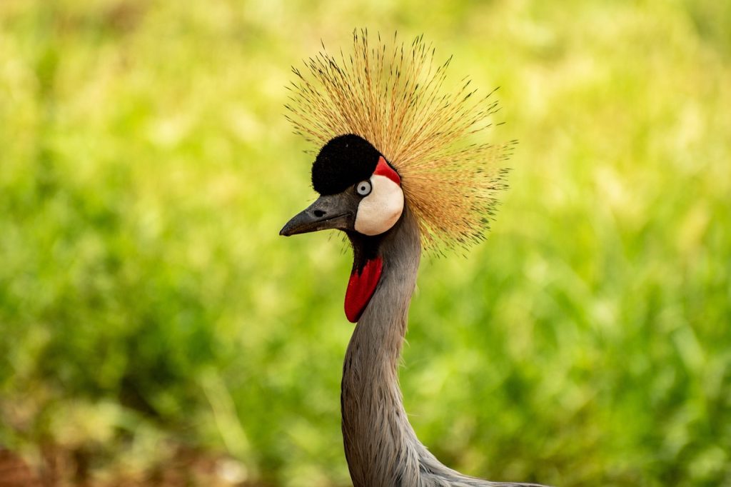 bird, crested crane, crane, nature, uganda, wildlife