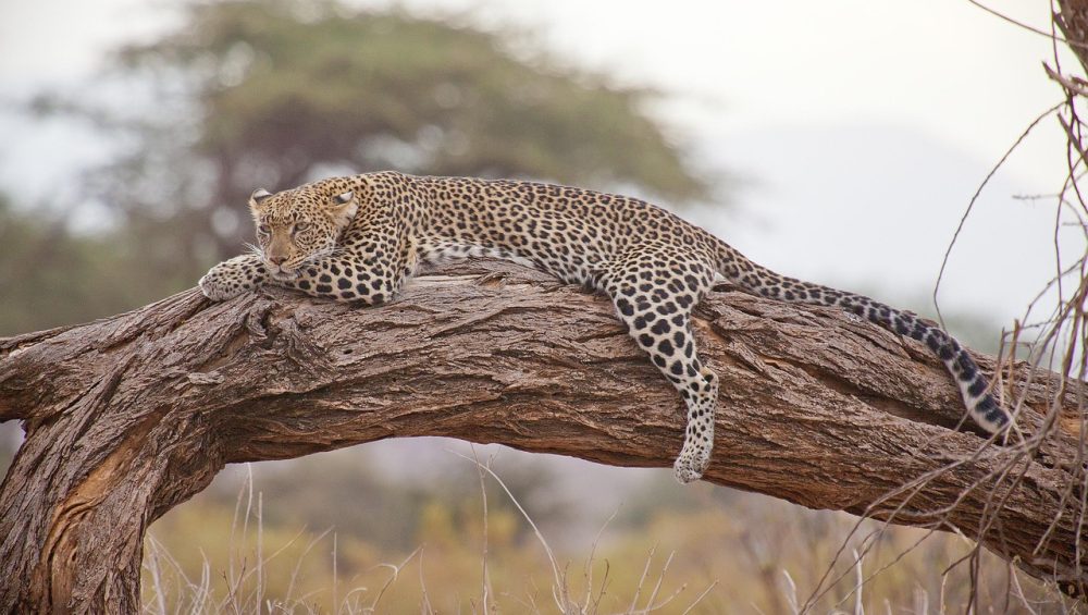 leopard, safari, africa, kenya, leopard, leopard, leopard, leopard, leopard, africa, kenya