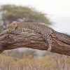 leopard, safari, africa, kenya, leopard, leopard, leopard, leopard, leopard, africa, kenya
