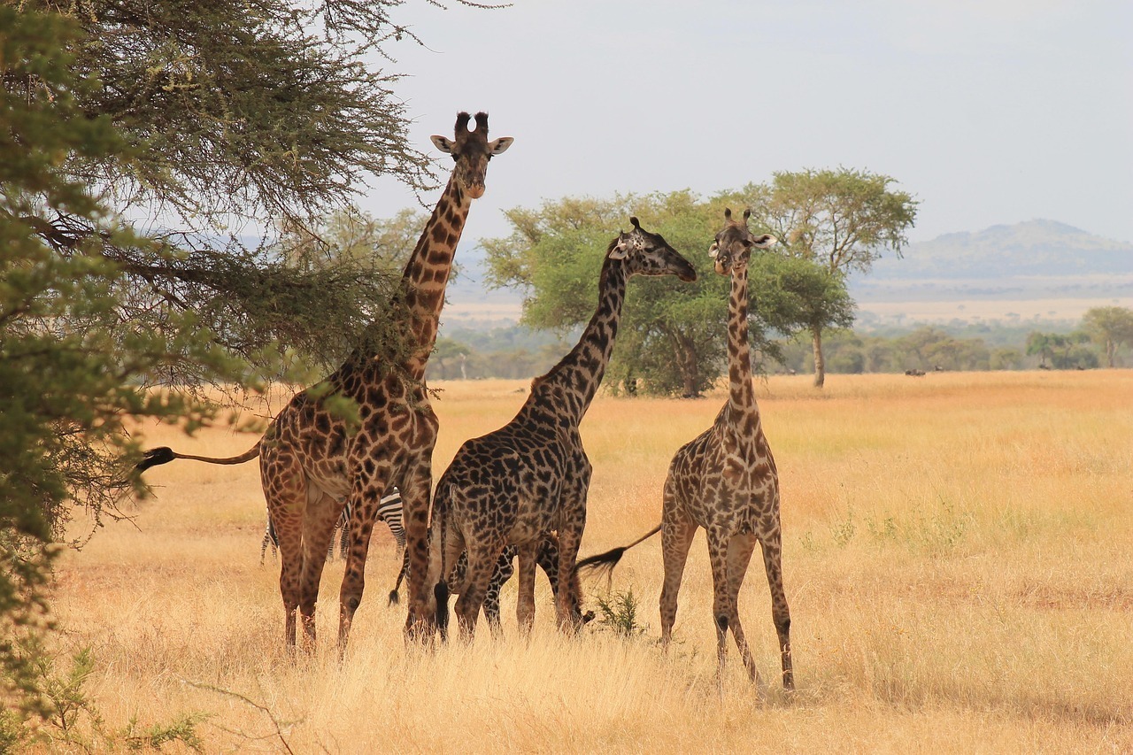 giraffes, serengeti park, tanzania, tanzania, tanzania, tanzania, tanzania, tanzania