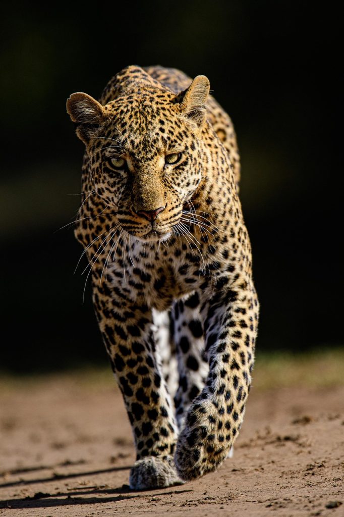 leopard, cat, feline, wildcat, spots, whiskers, safari, animal, wildlife, predator, nature, pet, wild, savannah, wilderness, eyes, dangerous, jungle, fauna