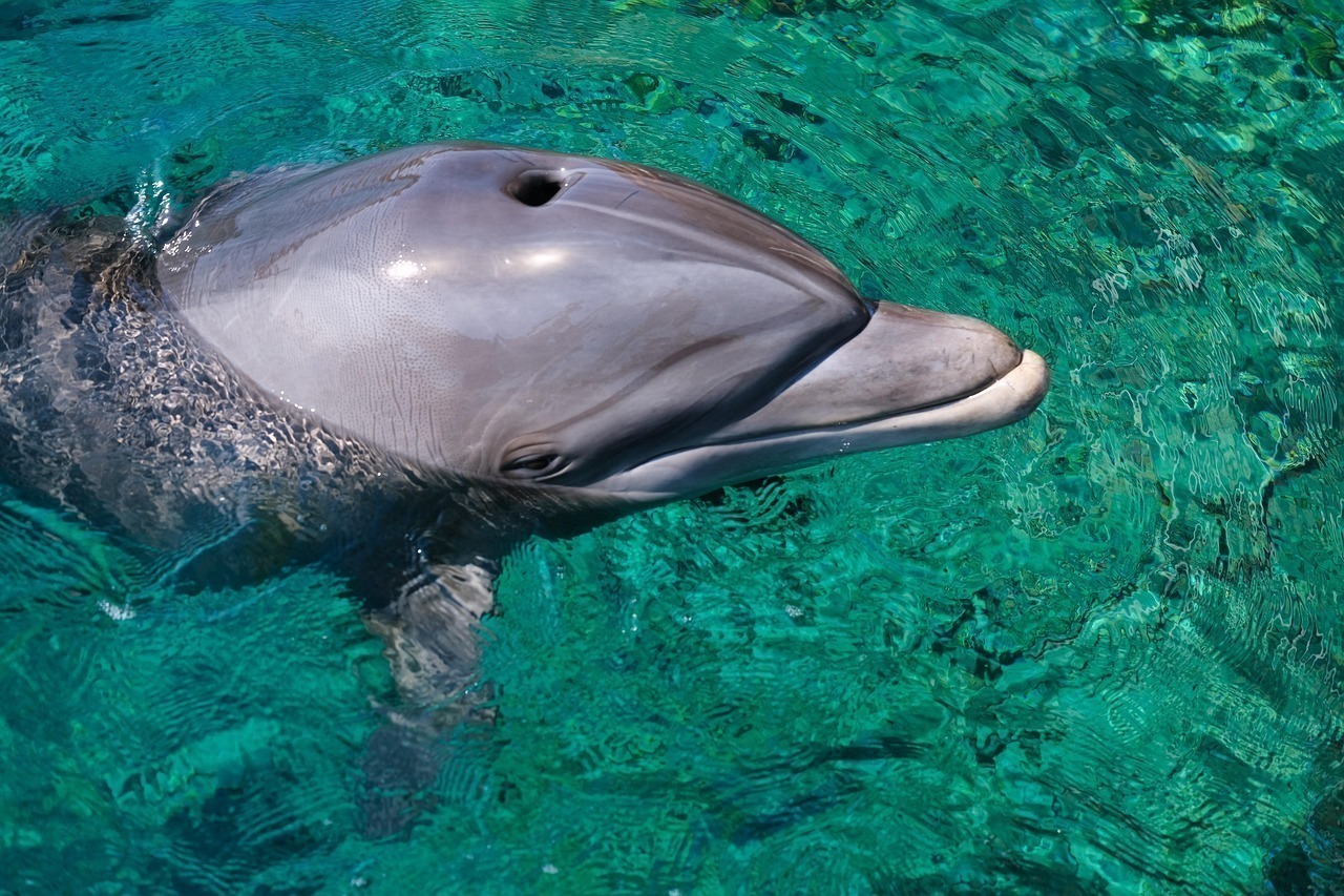 dolphin, eilat, nature, israel, dolphin reef, afalina, sea