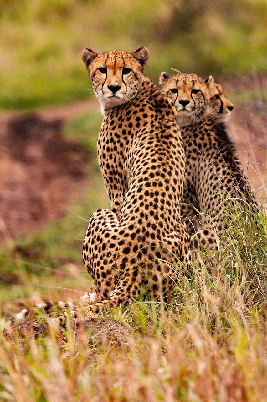cheetahs, animals, safari, south african cheetahs, mammals, big cats, wild animals, predator, wildlife, fauna, nature, wilderness, jungle, kenya, africa