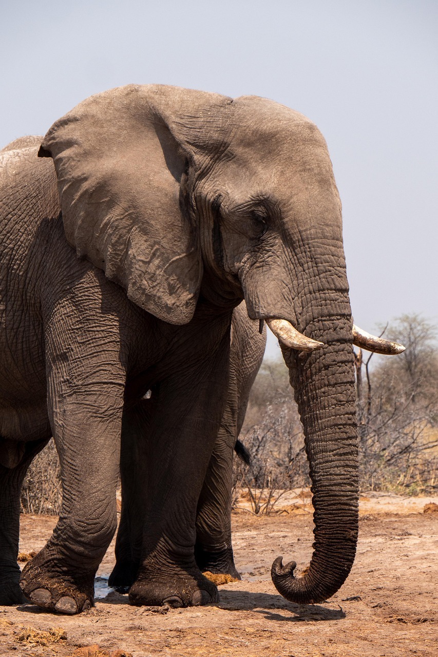 elephant, botswana, safari, nature, wildlife, animal, elephant, elephant, elephant, elephant, elephant