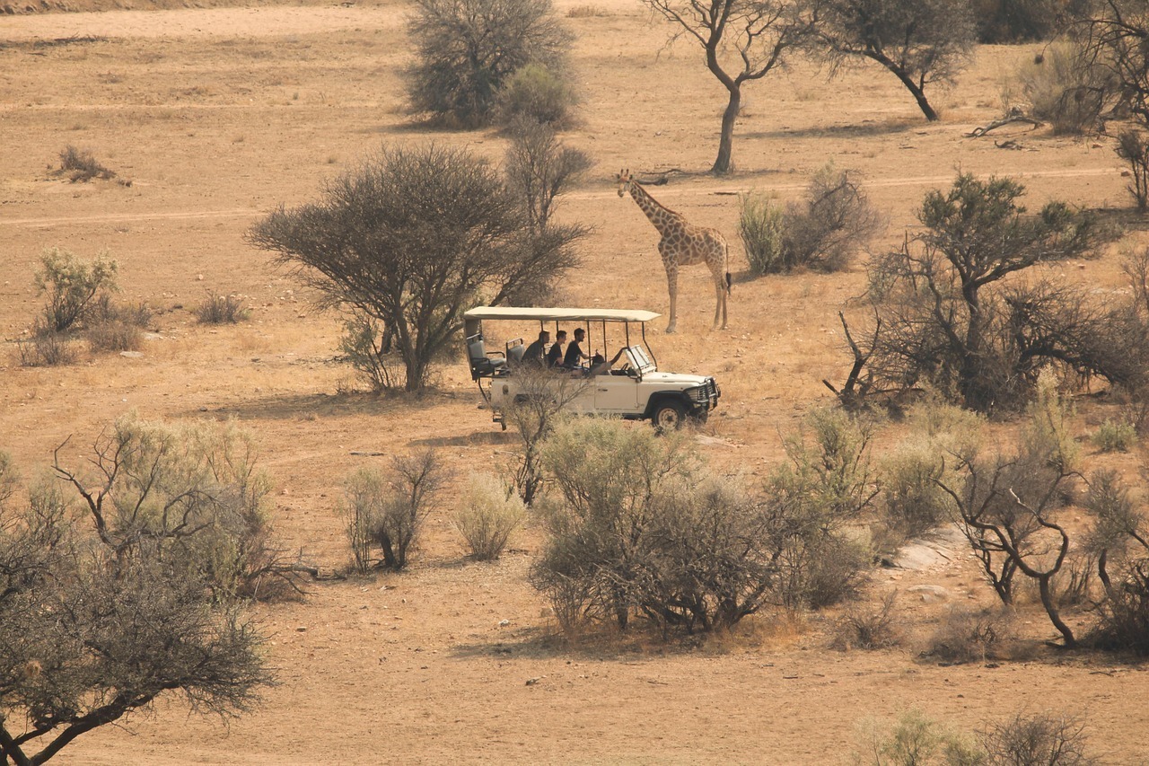 savannah, africa, safari, tour, trip, grassland, plants, trees, nature, giraffe, wilderness, south africa