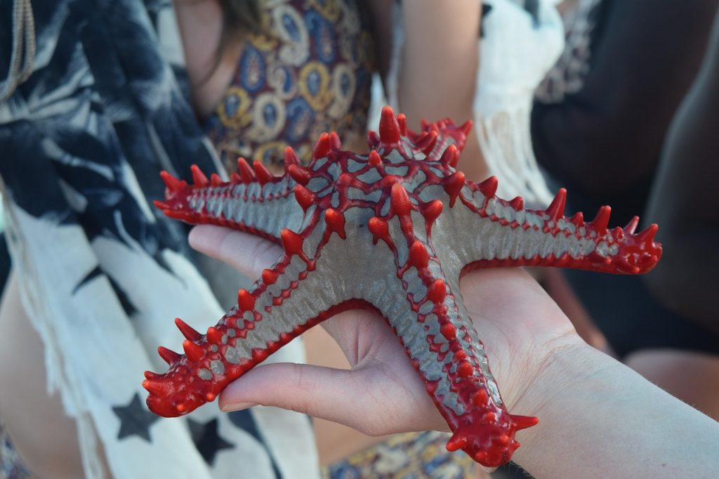 zanzibar, star, the sea, zanzibar, zanzibar, zanzibar, zanzibar, zanzibar, star