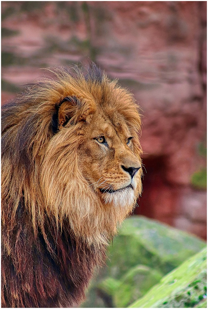 lion, animal, nature, mane, pet, wild, cat
