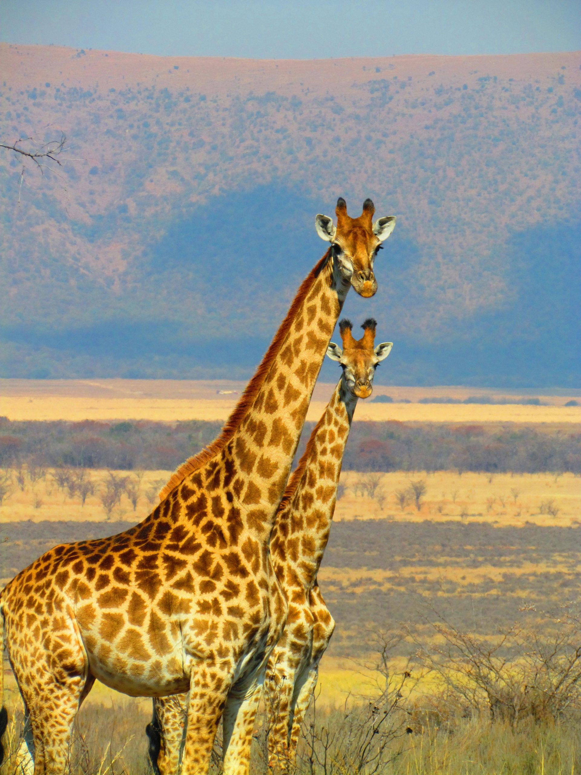 Two giraffes stand majestically against the vast African savanna, showcasing nature's beauty.