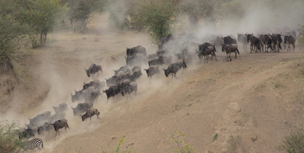 Why Tanzania is the Best Safari Destination in Africa Majestic wildebeest herd surging through Kenya's dusty savanna landscape.