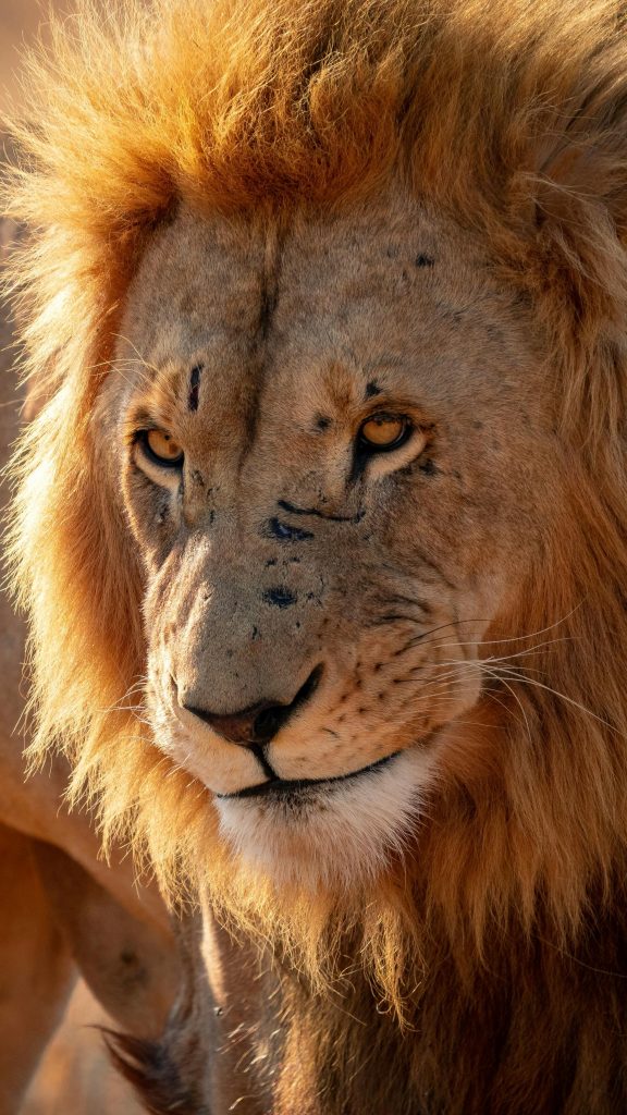 Close-up portrait of a powerful African lion in South Africa, showcasing its majestic appearance.
