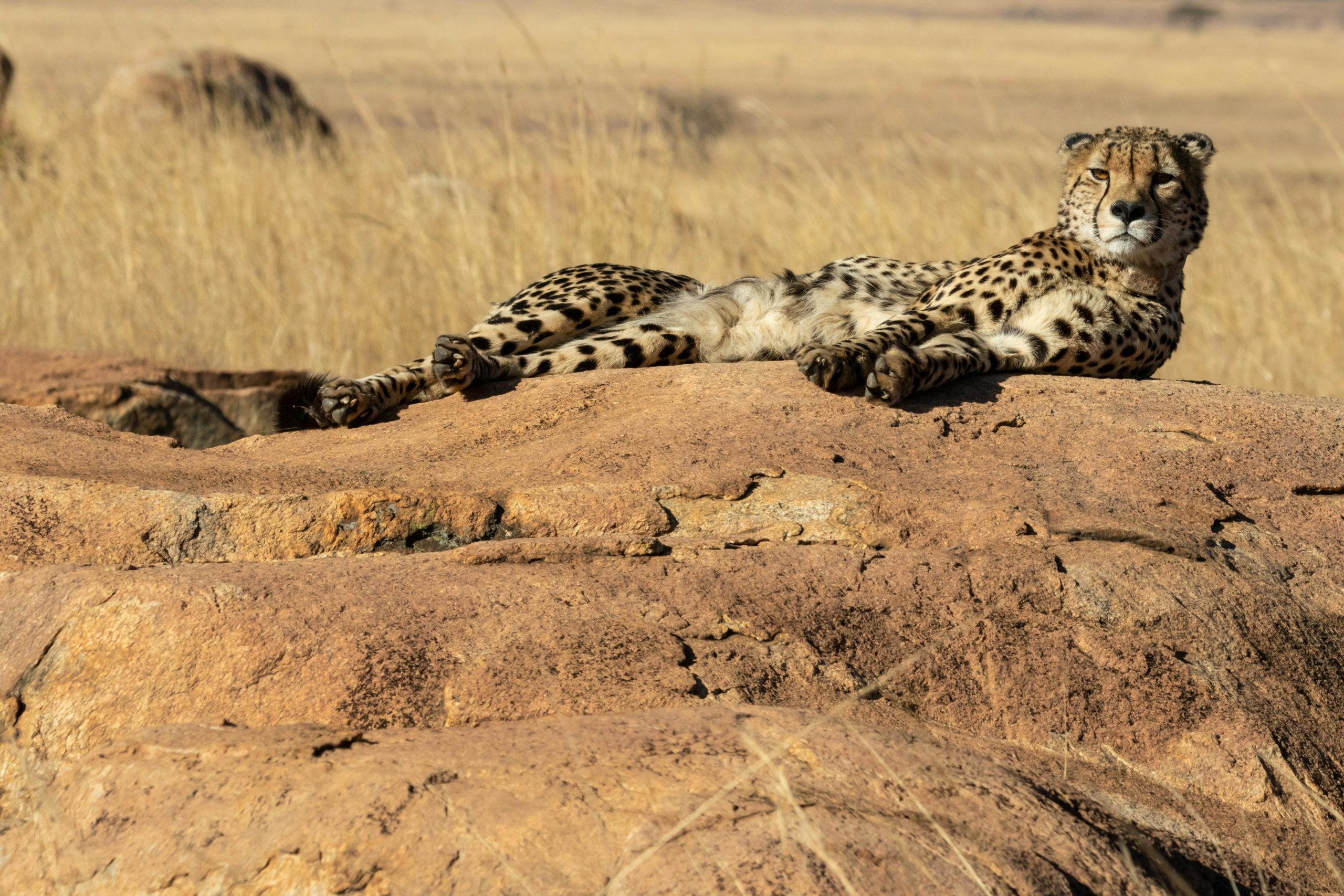 A cheetah resting on rocks in the African savanna, capturing the essence of wildlife.