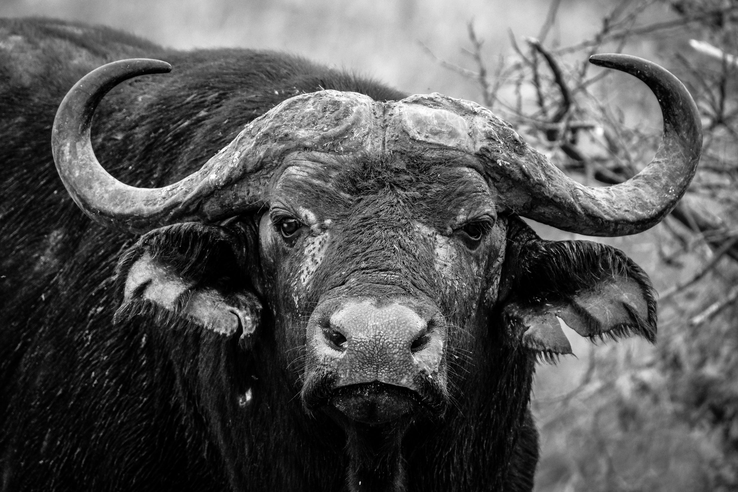 Stunning black and white close-up of a wild buffalo in its natural habitat.