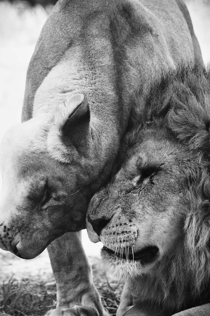 Captivating black and white photograph of two lions embracing gently, showcasing wildlife affection.