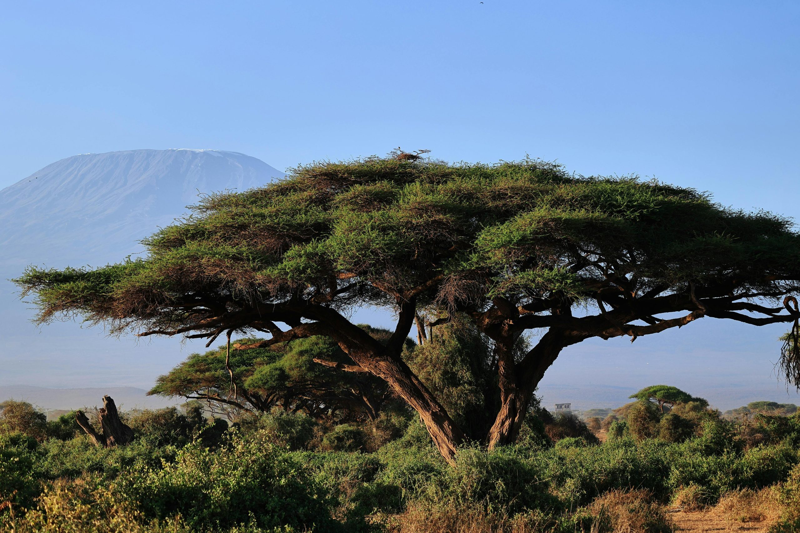 Majestic acacia tree with Mount Kilimanjaro in the background, set in the African savanna.