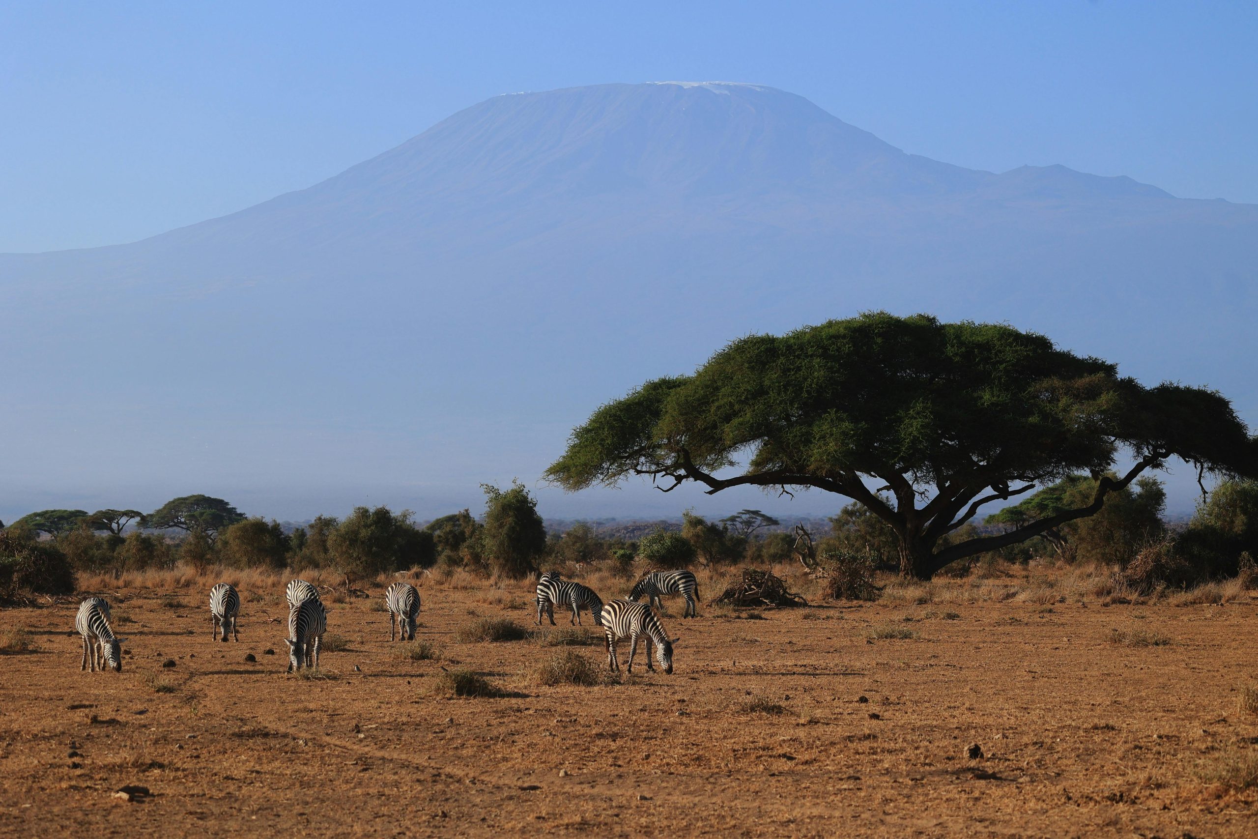 Zebras graze under acacia trees with Mount Kilimanjaro in the background, Kajiado County, Kenya.