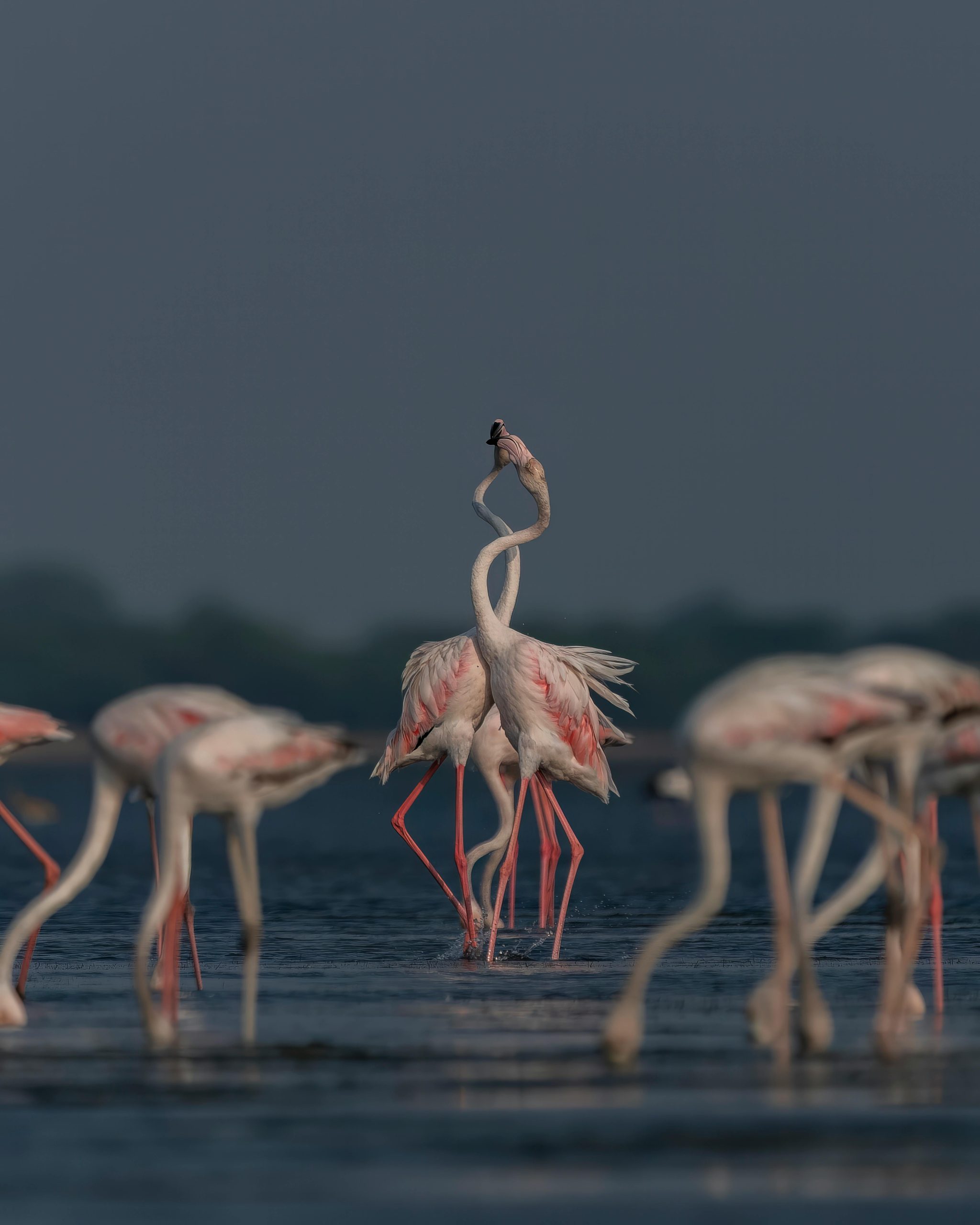 A serene group of flamingos in a calm lake scene, highlighting their elegance and gracefulness.