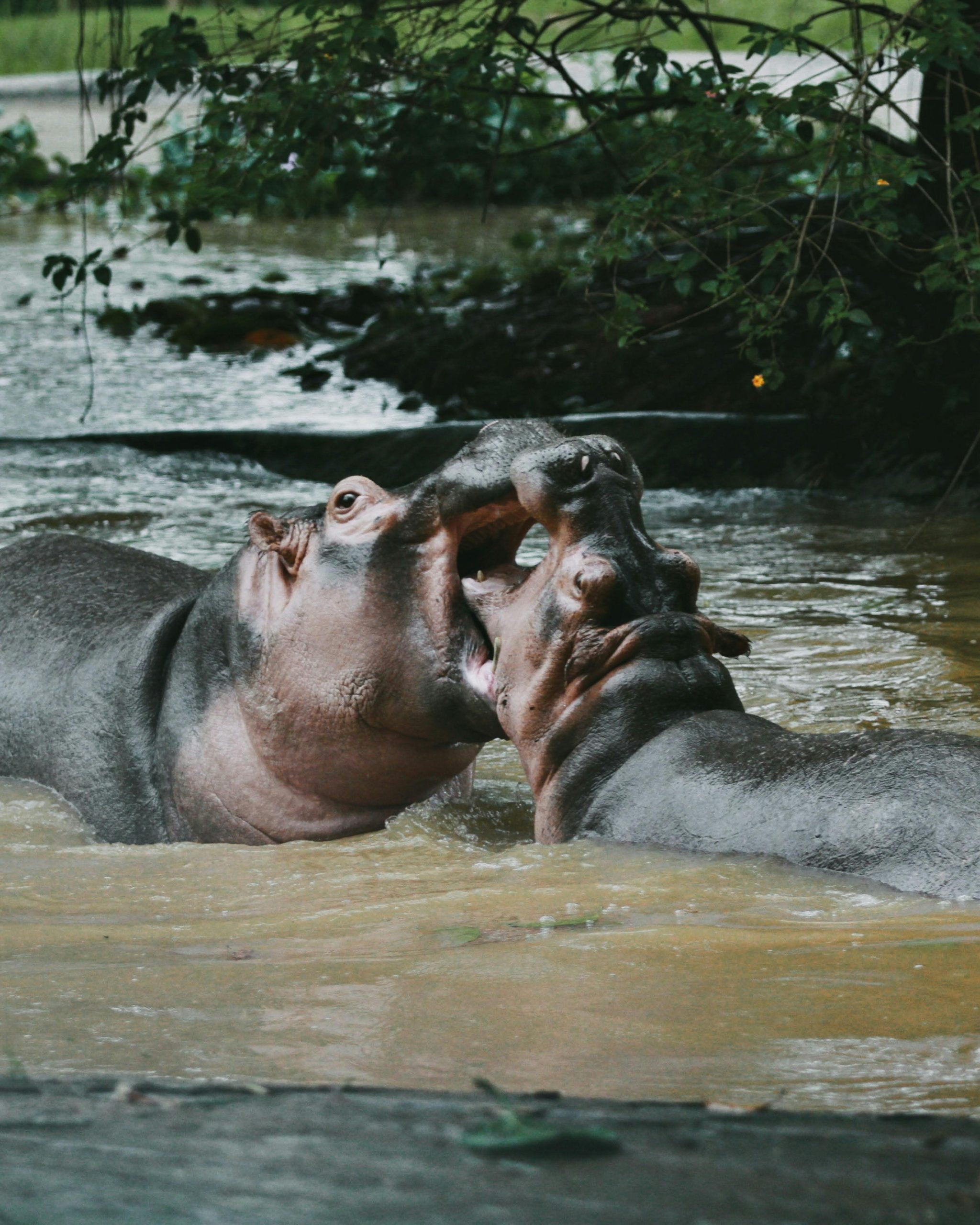 Two hippos playfully interacting in a muddy river surrounded by lush vegetation.