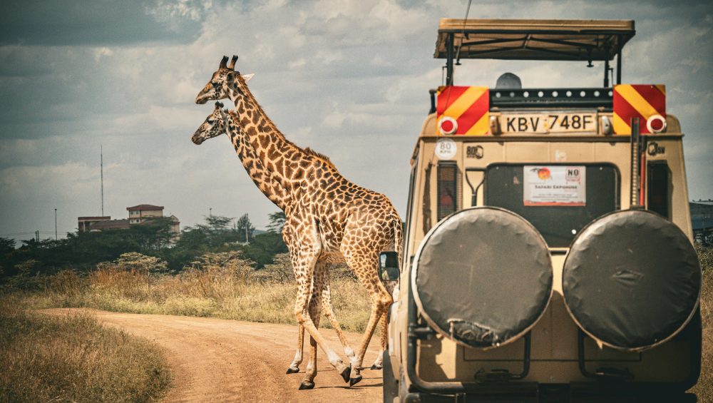 Two giraffes crossing a dirt road in Africa in front of a safari jeep, capturing the essence of wildlife adventure.