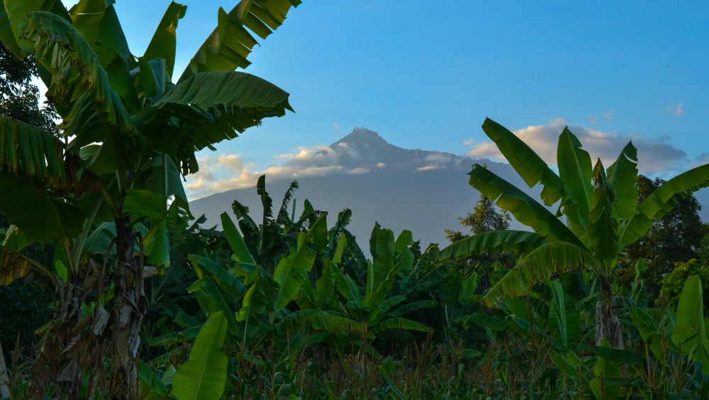 Banana trees with Mount Meru in the background, Arusha, Tanzania. Scenic view of agriculture and nature.