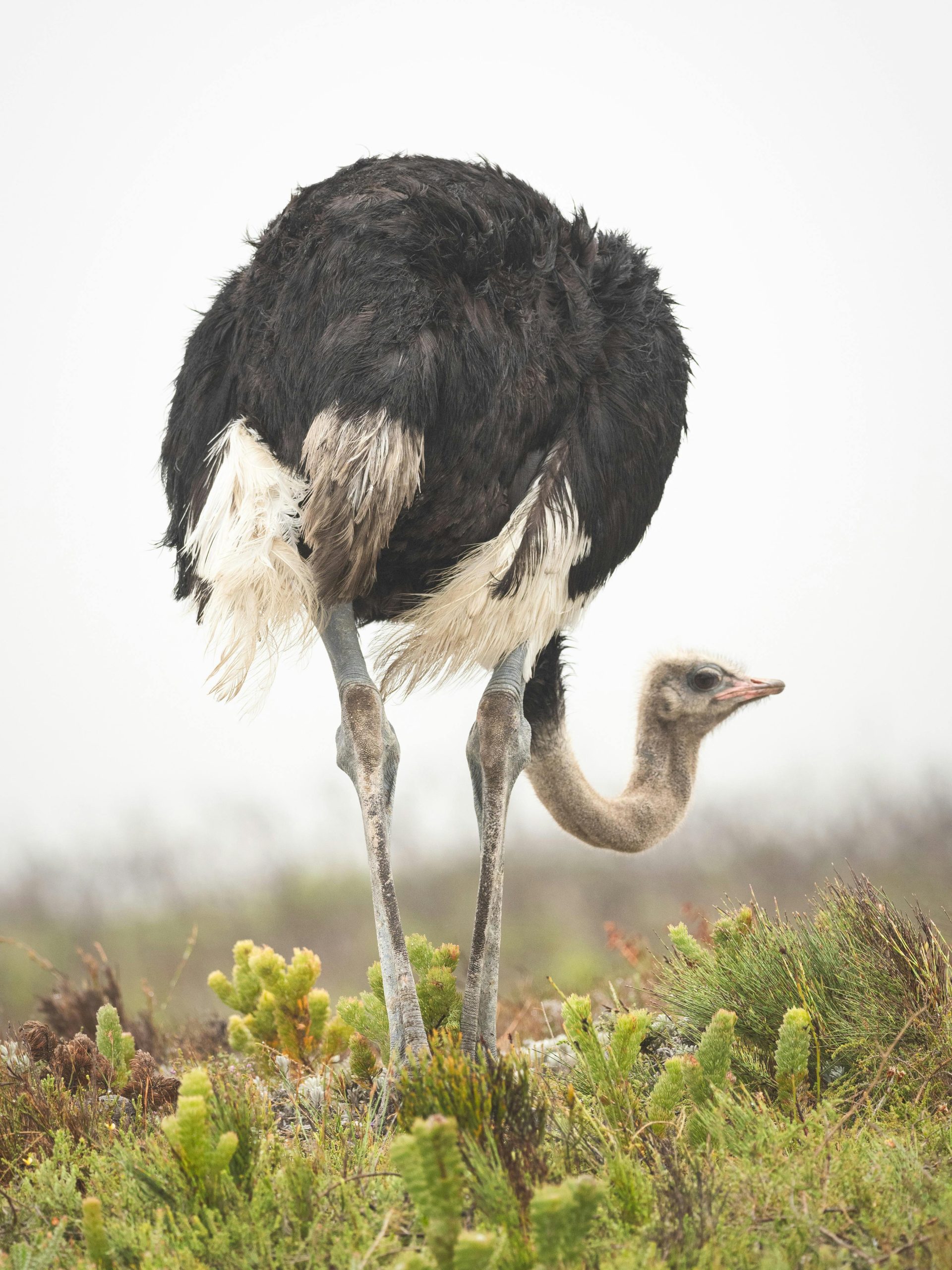 Ostrich grazing in a grassy savanna showcasing its unique long neck and plumage.