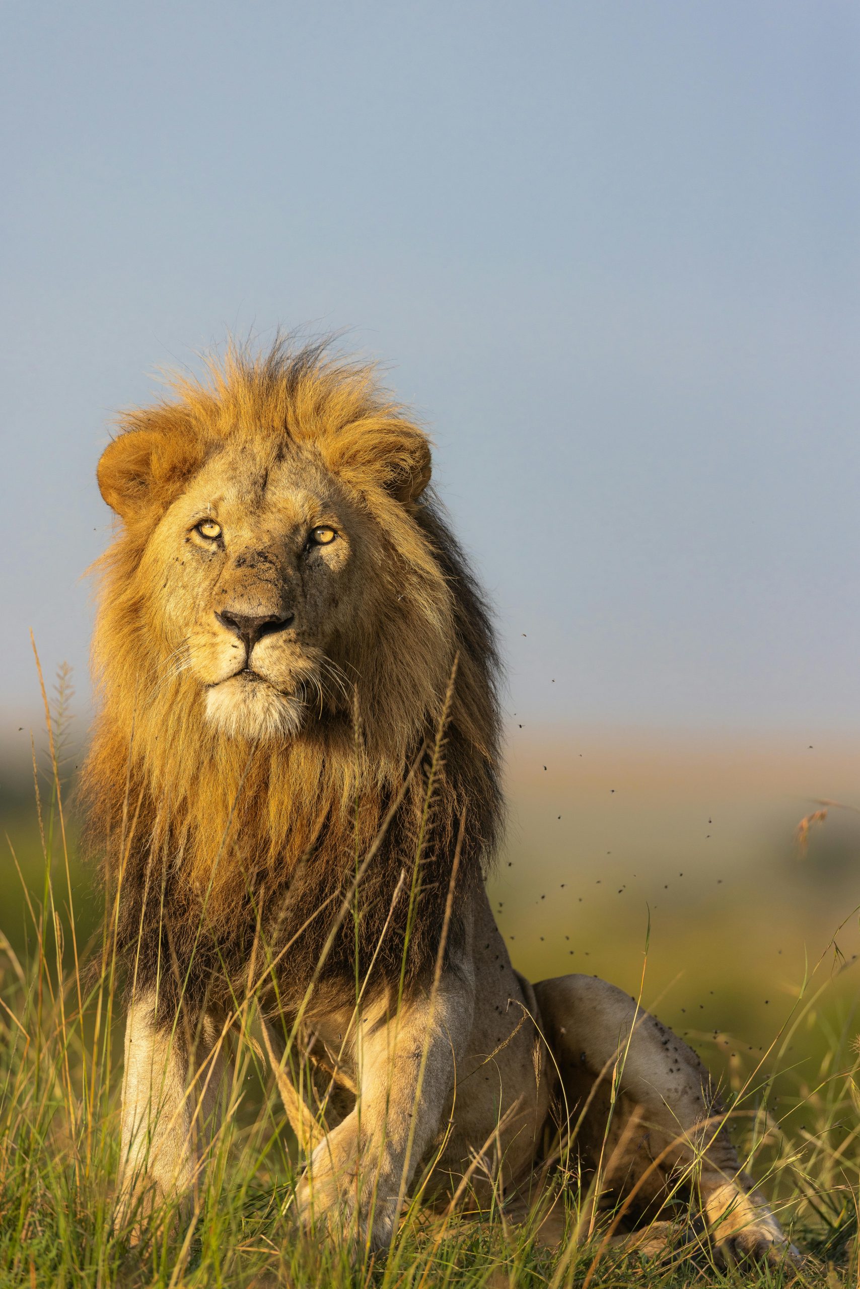 A powerful lion sitting proudly in Kenya's Maasai Mara National Reserve.