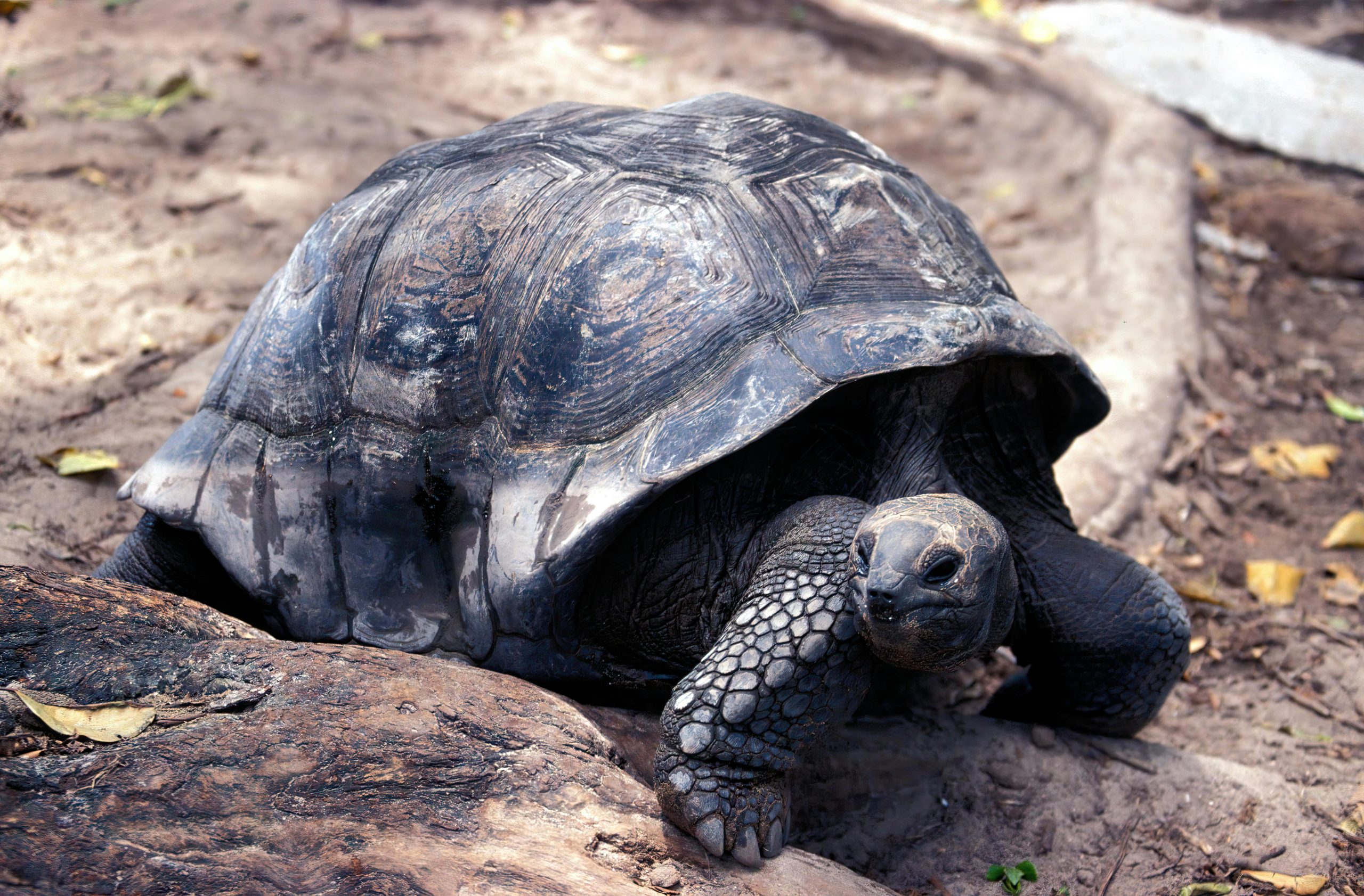 Close-up of an Aldabra giant tortoise in its natural habitat, Seychelles.