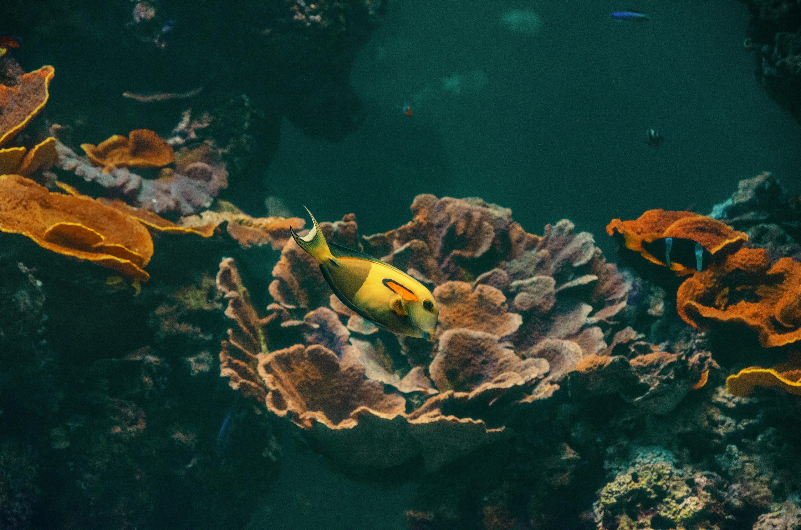 Colorful tropical fish swimming among vibrant coral in a tranquil underwater environment during daylight hours