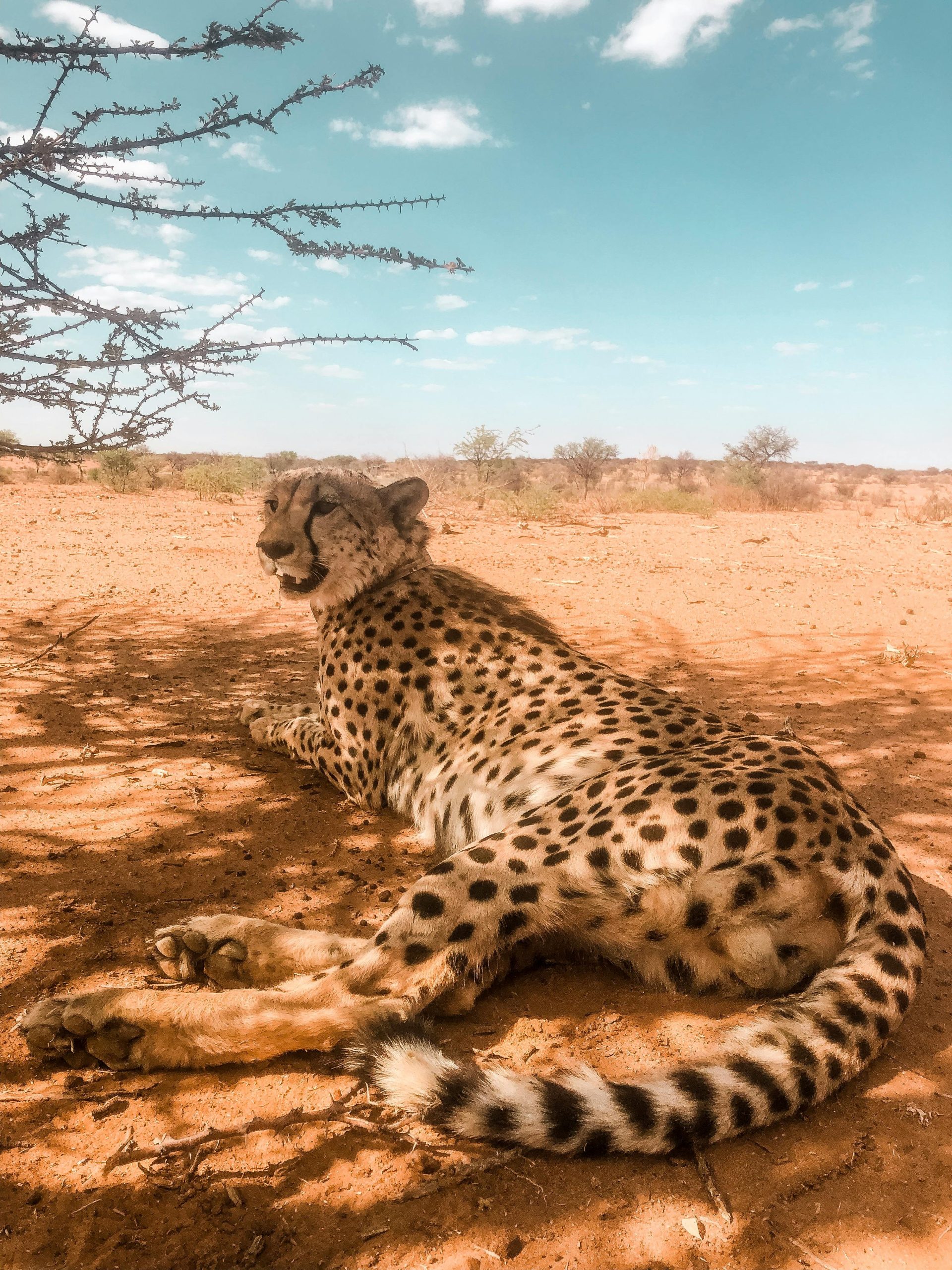 A cheetah rests peacefully under the African sun in Namibia's vast desert. Perfect wildlife capture.