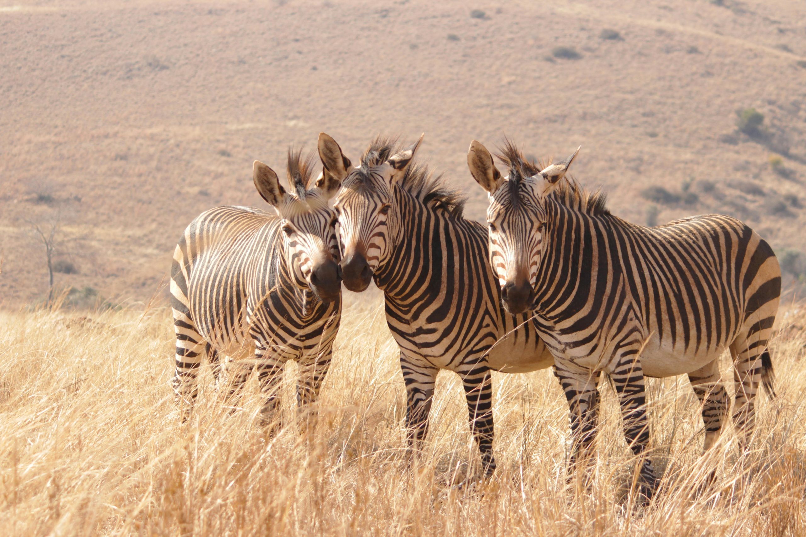 A group of zebras stands gracefully in the South African savanna, showcasing their striking striped patterns.