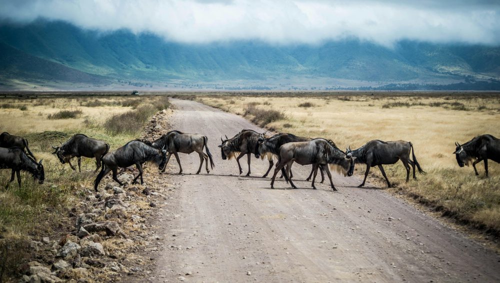 A herd of wildebeest crossing a dirt road in Ngorongoro Crater, Tanzania.