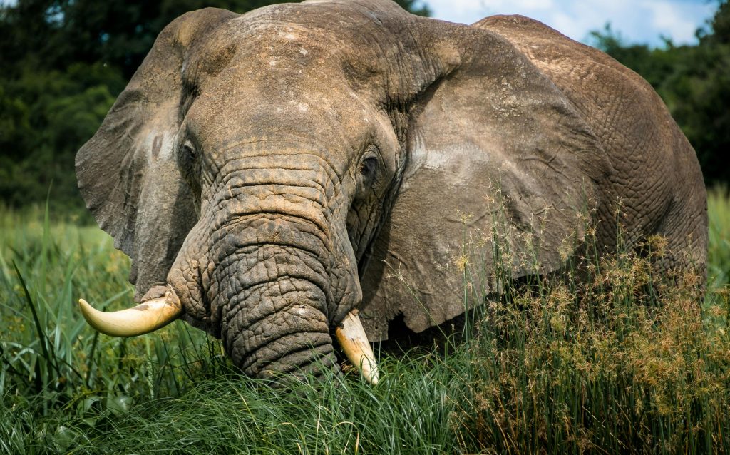 A majestic African elephant grazing in the lush grasslands of Uganda.