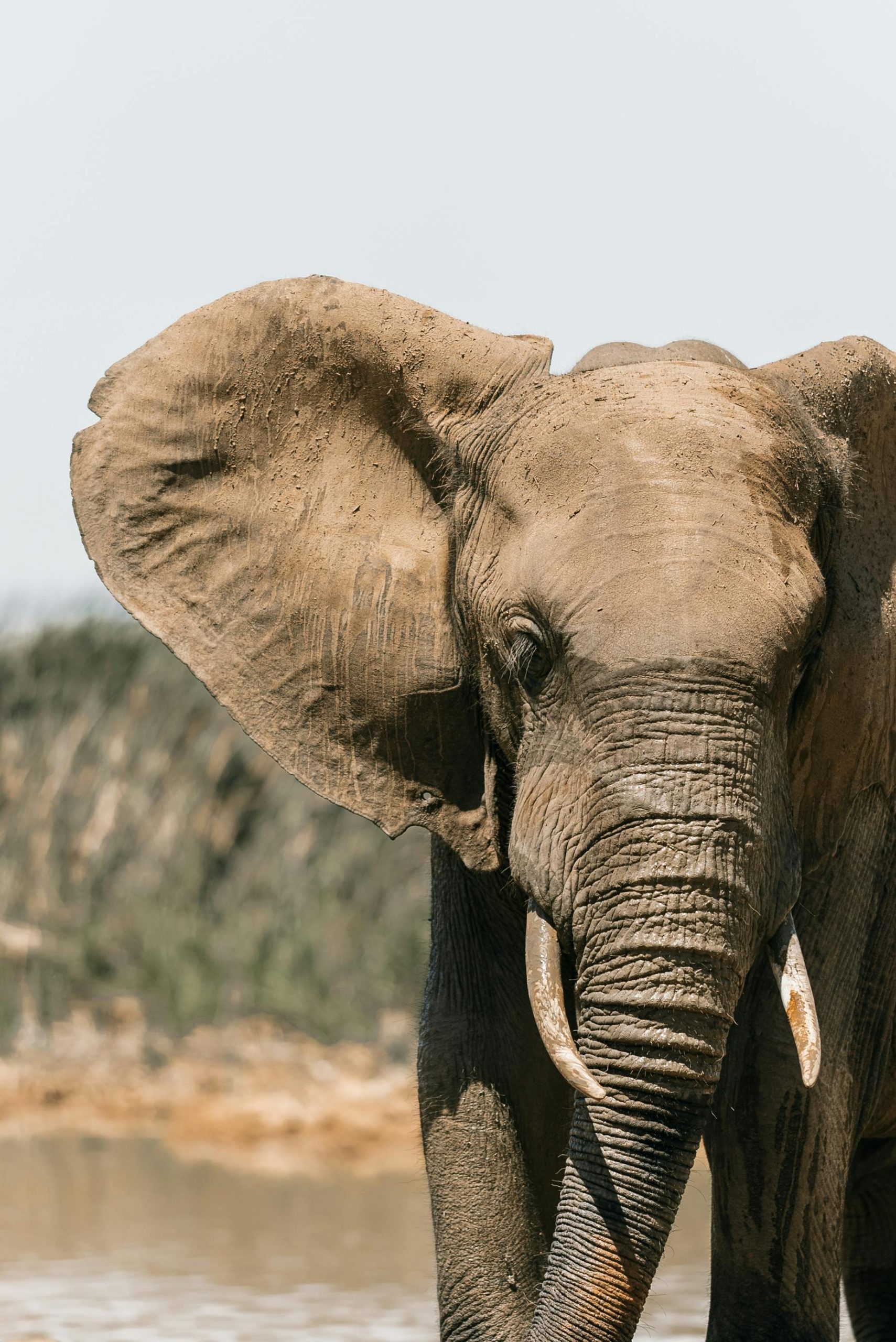 Close-up of an African elephant displaying its grandeur in the South African wilderness.