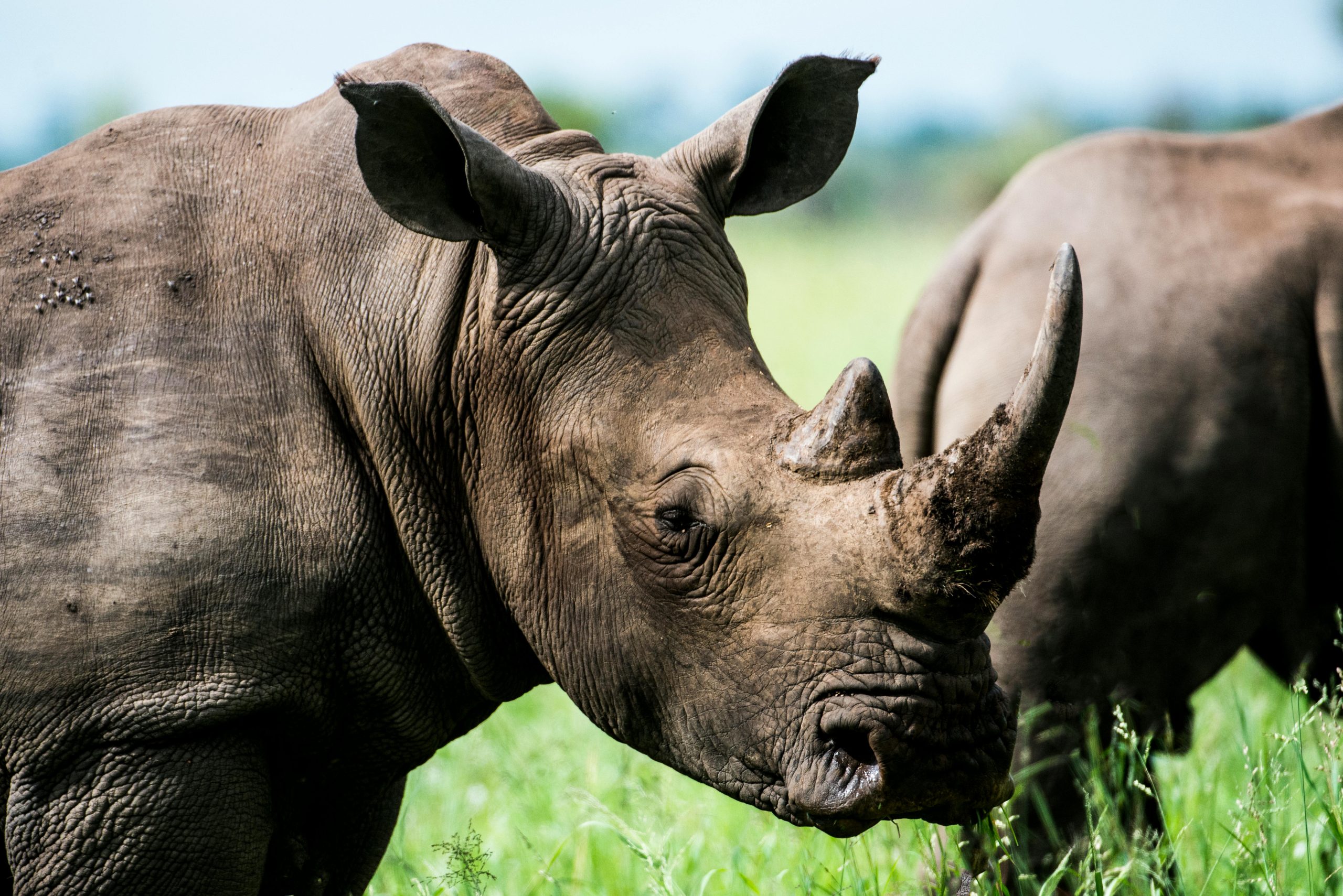 Captivating close-up of a rhinoceros in the grasslands of Bo-Karoo, South Africa.
