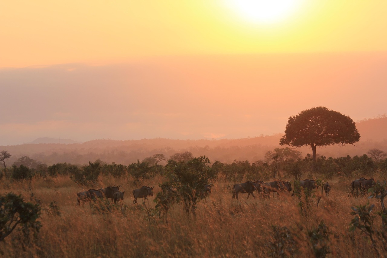 animals, nature, herd, wild life, safari, africa, tanzania, mikumi, wild