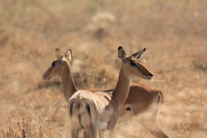 8-Day Southern Tanzania Safari (off-the-beaten-path)