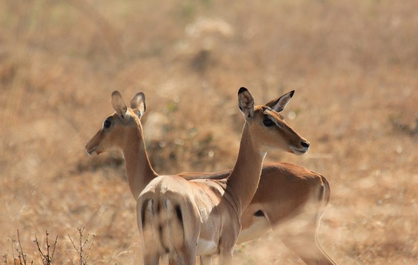 8-Day Southern Tanzania Safari (off-the-beaten-path)