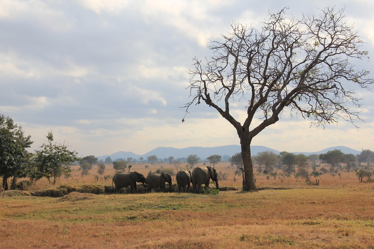 africa, tanzania, mikumi, wild, safari, water hole, elephants, mikumi, mikumi, mikumi, mikumi, mikumi