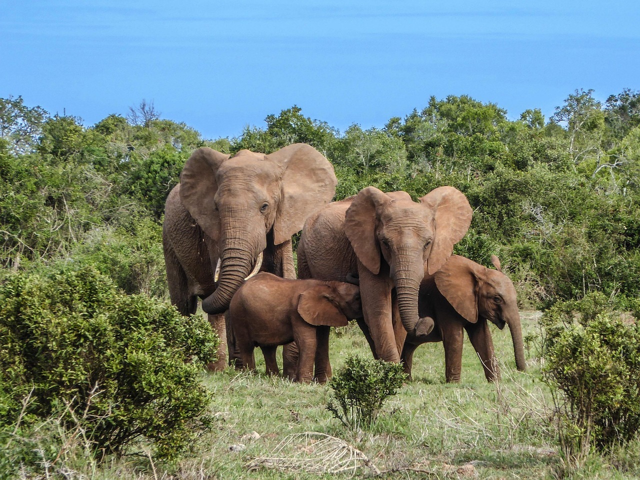elephant family, elephant, safari, africa, bigfive, nature, wildlife, herd, babies, wilderness, wild animals, south africa, national park, trunk, adventure, elephant family, elephant, elephant, elephant, elephant, elephant, south africa, south africa, south africa