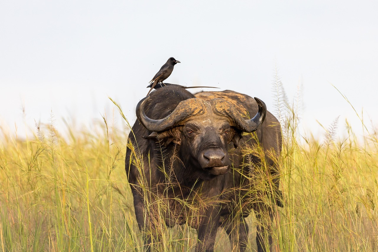 buffalo, bird, meadow, big five, symbiosis, wildlife, grass, nature, buffalo, buffalo, big five, symbiosis, symbiosis, symbiosis, symbiosis, symbiosis