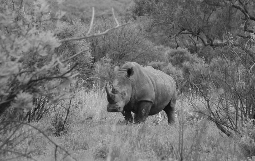 7-Day Classic Northern Tanzania Safari (Big Five Safari)