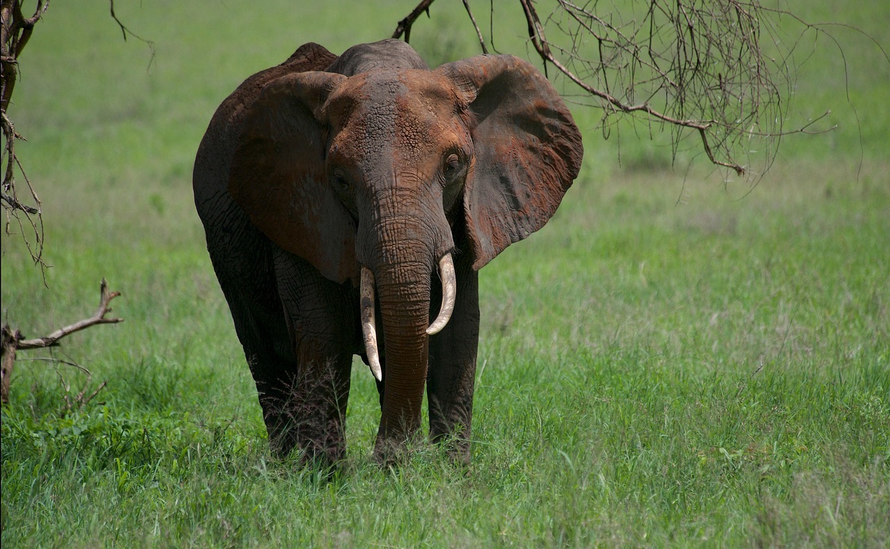elephant, animal, wildlife, mammal, pachyderm, tusks, nature, wilderness, tarangire national park