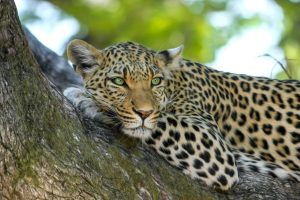 6-Day Northern Tanzania Family Safari