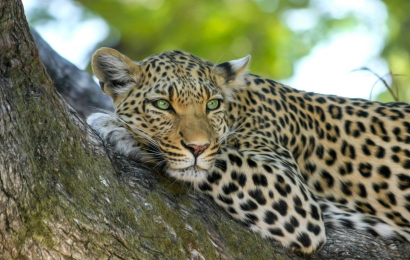 6-Day Northern Tanzania Family Safari