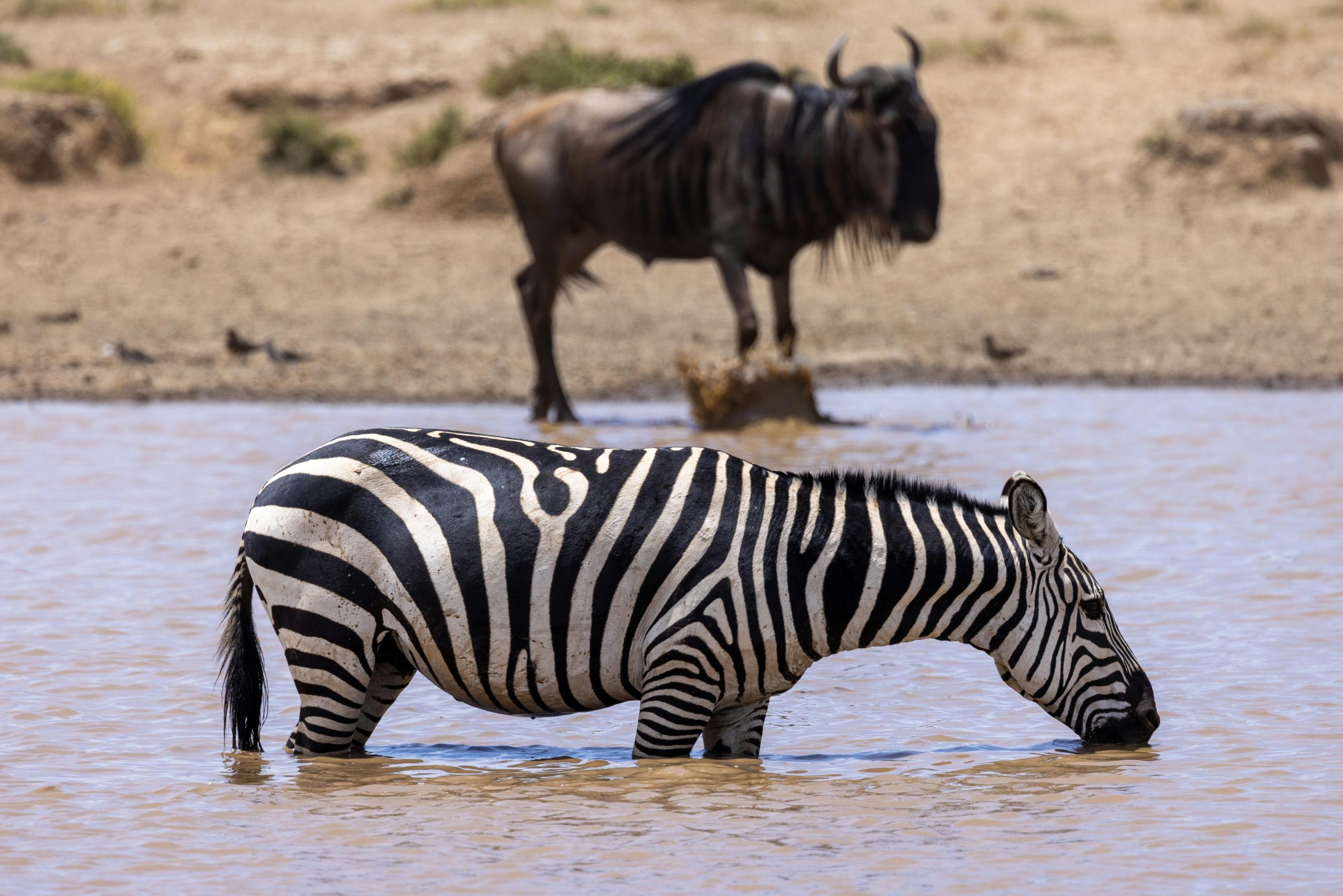 A zebra drinks from a waterhole with a wildebeest in the background in an African savanna setting.