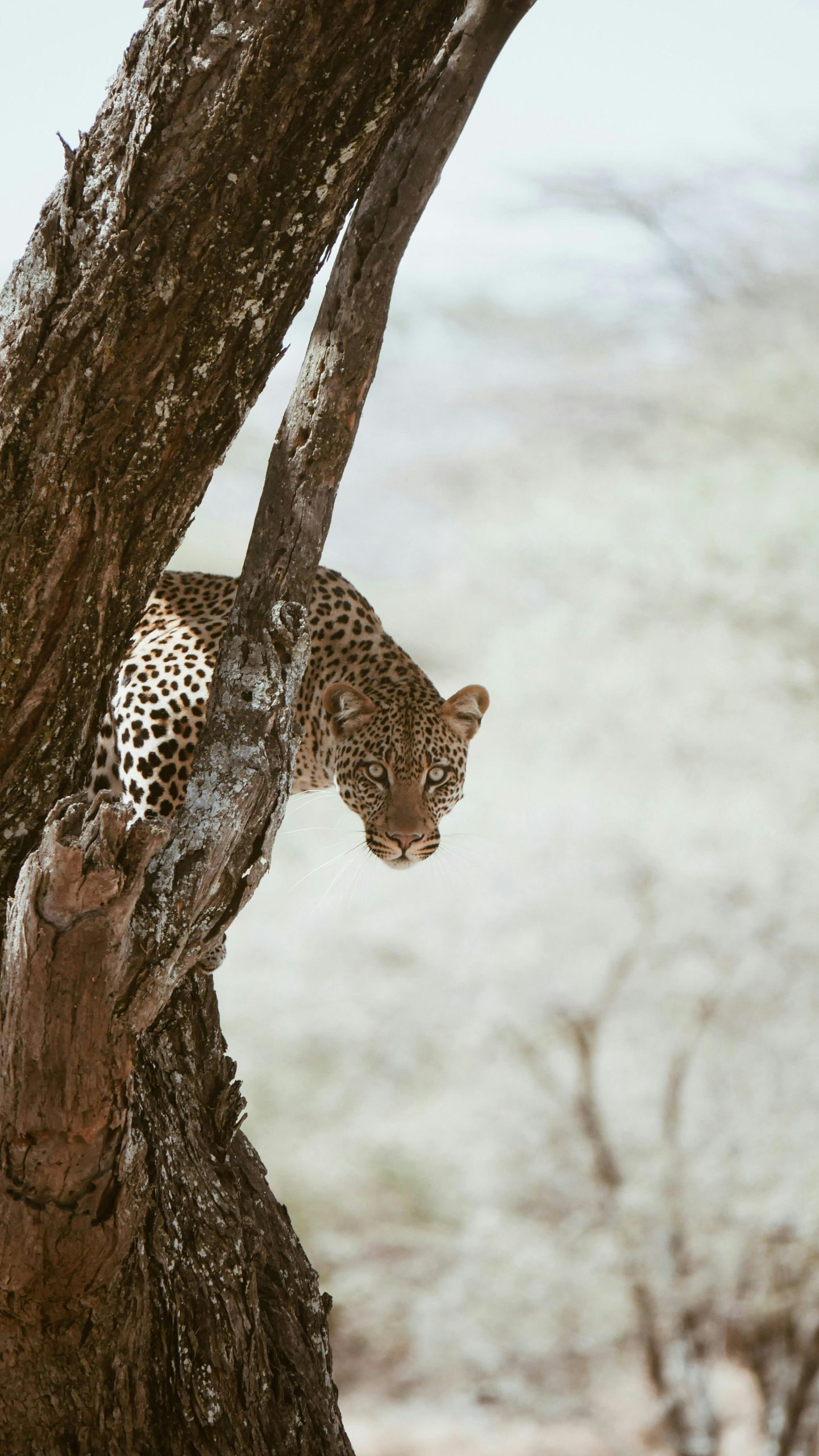 Wild African leopard peering through a tree on the savanna, showcasing its natural habitat.