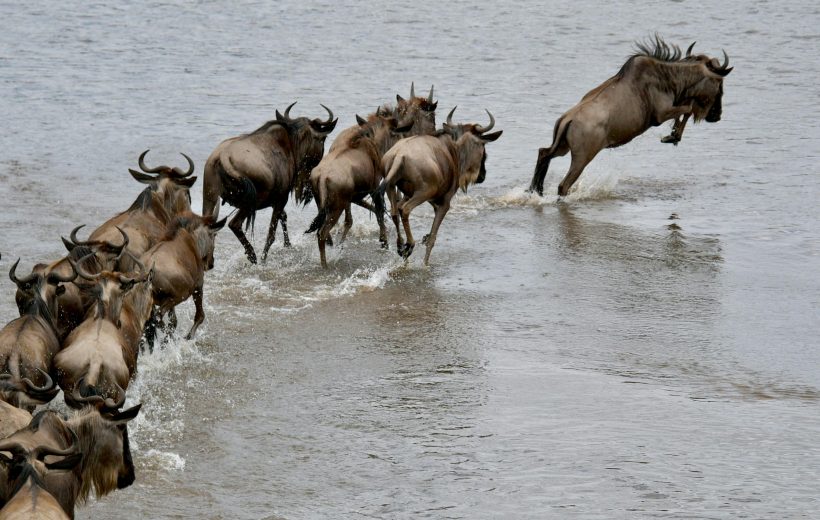 8-Day Great Migration Safari in Serengeti & Ngorongoro Crater