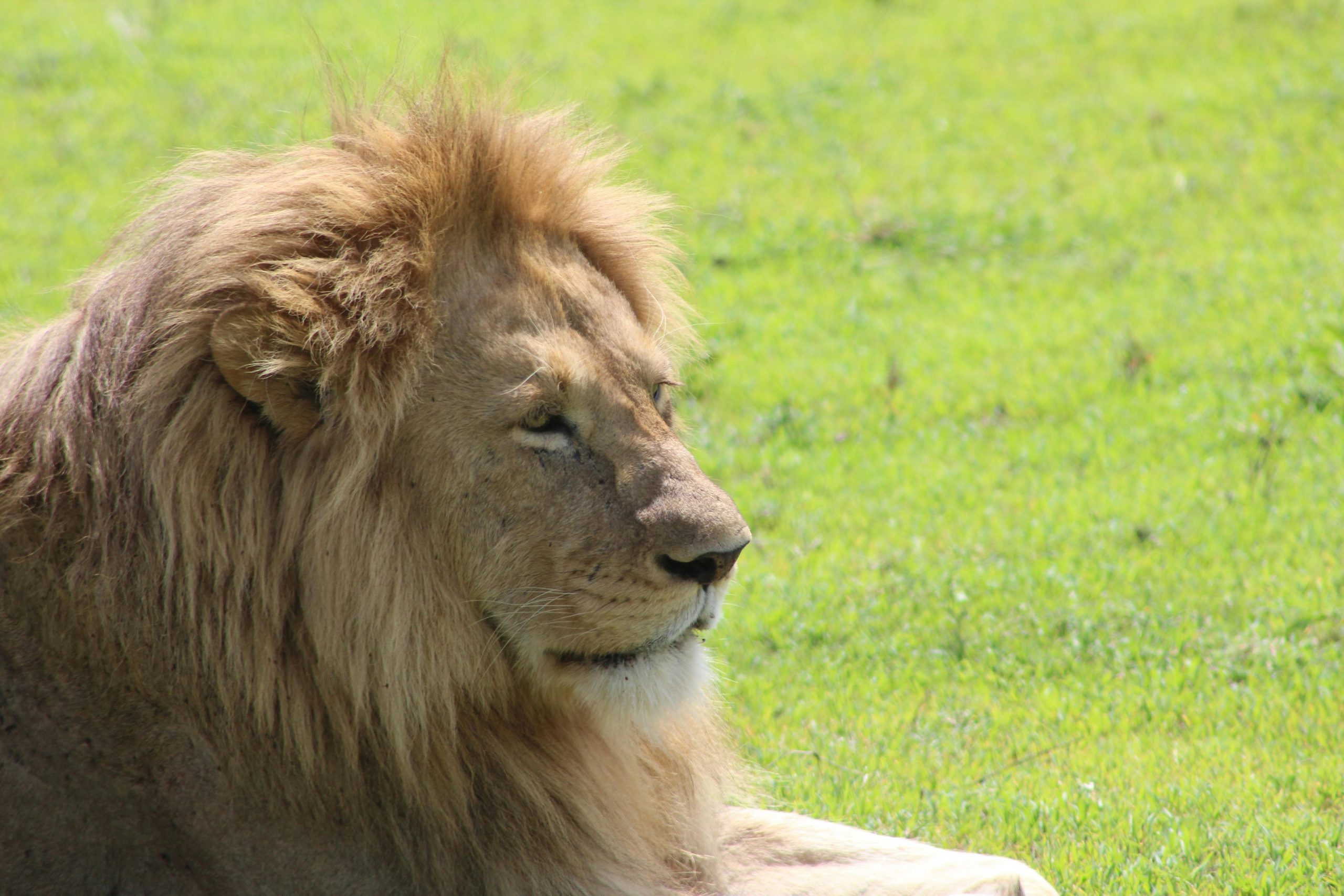 Close-up of a majestic lion resting on the grassy plains of Tanzania.