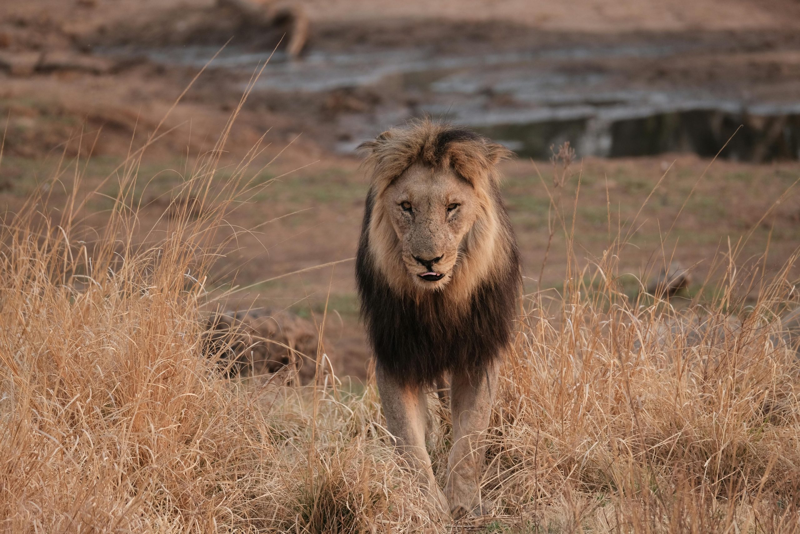 A powerful lion strides through the dry grasslands of the African savannah, exuding strength and grace.